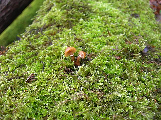 Galerina spec. Cod.: 6527-08